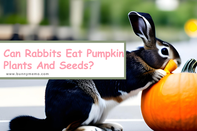 Can Rabbits Eat Pumpkin Plants and Seeds?
