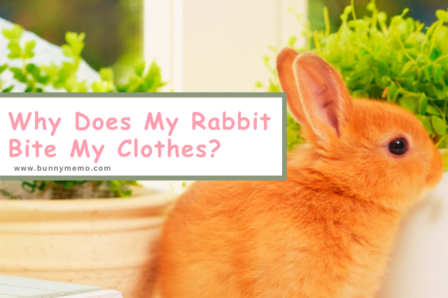 5 Signs Your Rabbit Is Blind (How To Care For It?)