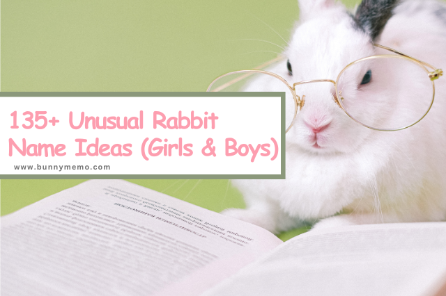 135+ Unusual Rabbit Names To Make Your Rabbit Stand Out